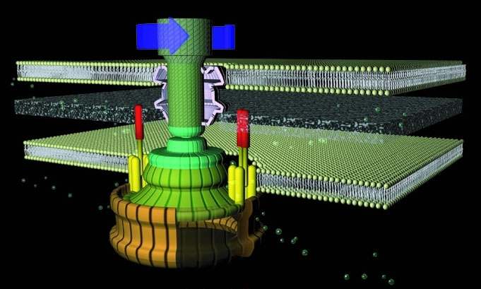 R. Berry / Oxford University 2006  © Aufbau eines bakteriellen Flagellenmotors. Der Stator (orange) ist in der Zellmembran verankert und umschließt den Rotor (Durchmesser 50 nm), der sich mit bis zu 1700 Umdrehungen pro Sekunde dreht.
