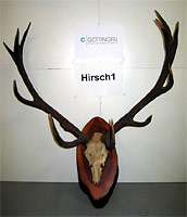Stadt G&ouml;ttingen &copy; Wer verliert ein Hirschgeweih?????? Die Welt ist manchmal kurios.