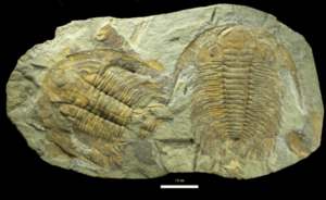 Museum GZG © Der "Riesen"-Trilobit Acadoparadoxides briareus aus dem frühen Erdaltertum (511 Millionen Jahre alt) von Marokko Größe der Platte 70 x 40 cm.