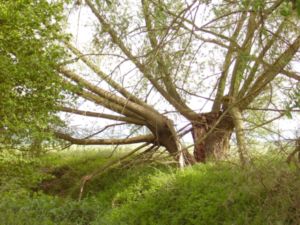 Porth , 2007 &copy; Der Alte Weise lebt noch, aber sein Inneres ist zerbrochen. Wie vielen Weisen der Menschheit widerfuhr ein &auml;hnliches Schicksal?