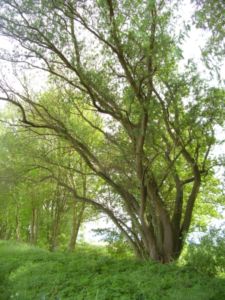 Porth , 2007 &copy; Ein toter Weiser ist ein toter Baum, der keine Bl&auml;tter mehr f&uuml;hrt.