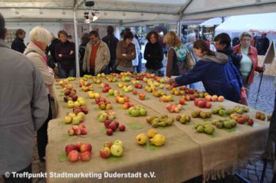Pressefoto: http://www.wir-in-duderstadt.de/ , 2011 © Bestimmungen von Apfelsorten beim 16. Apfel- und Birnenmarkt Duderstadt